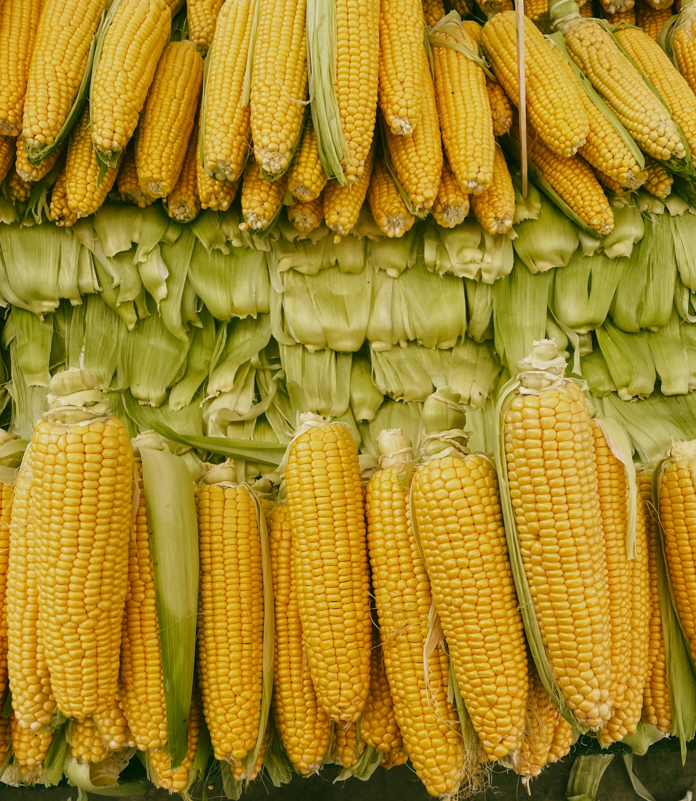 Потужне стебло — витримує вітер